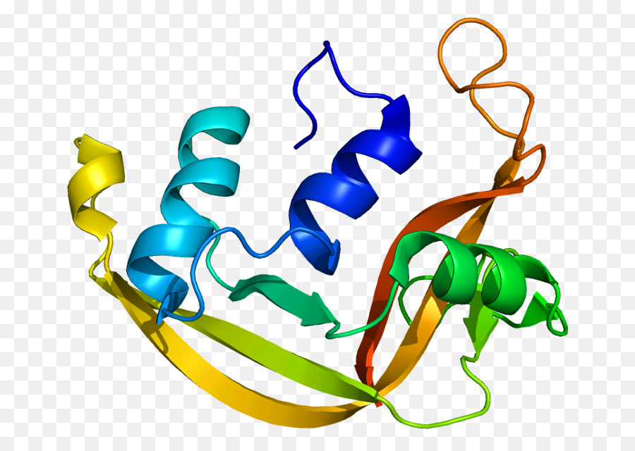 La Ribonucleasa，Eosinophilderived Neurotoxina PNG