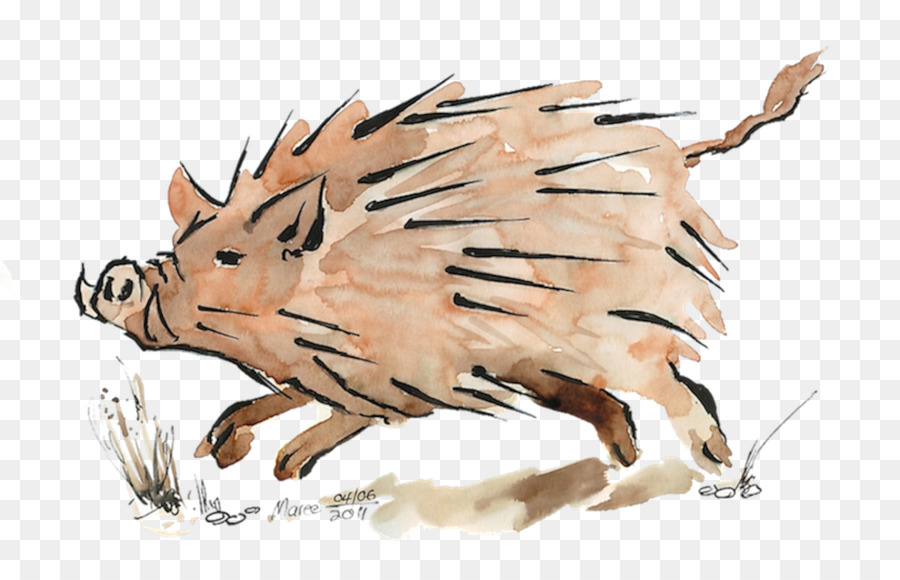 Cerdo，Dibujo PNG