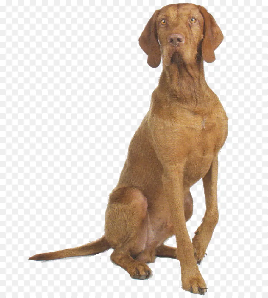 Perro Marrón，Mascota PNG