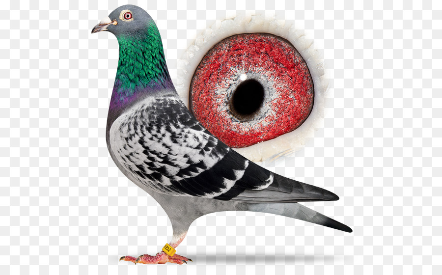Homing Pigeon，Dragontino De La Paloma PNG