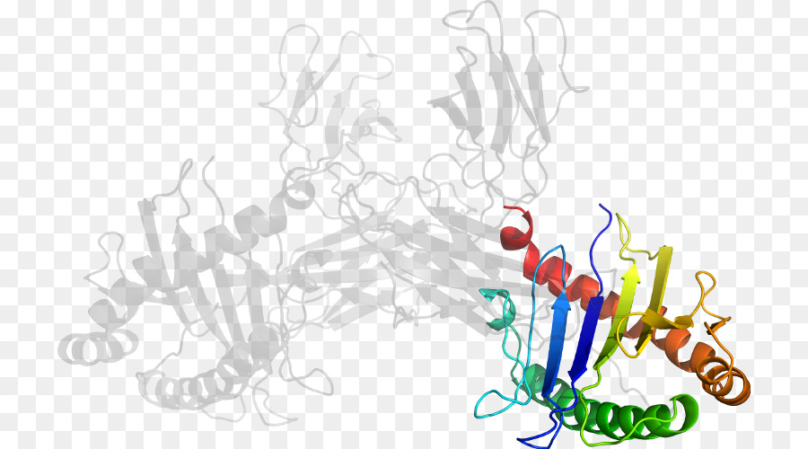 Estructura Proteica，Molécula PNG