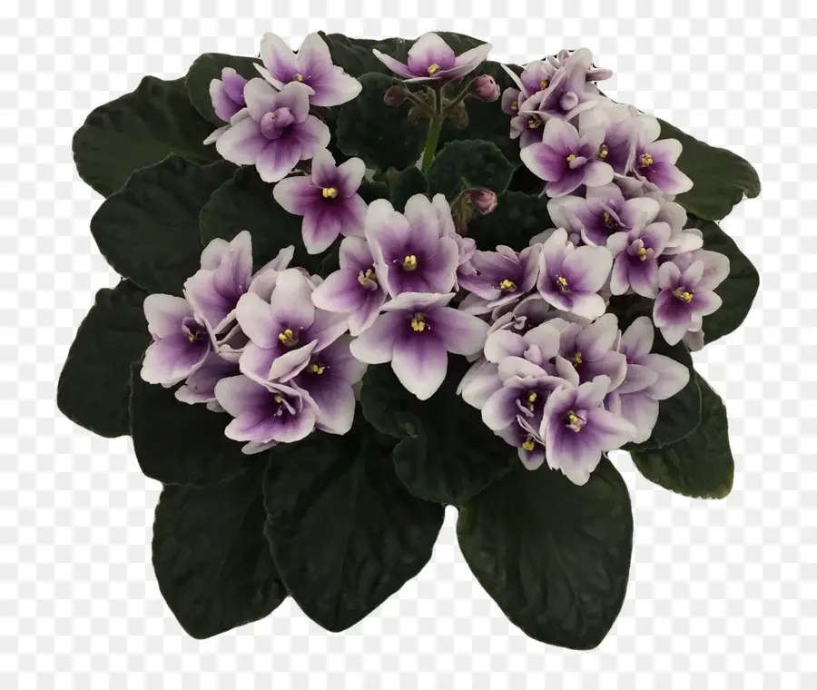 Violeta，Violeta Africana De La Sociedad De América PNG