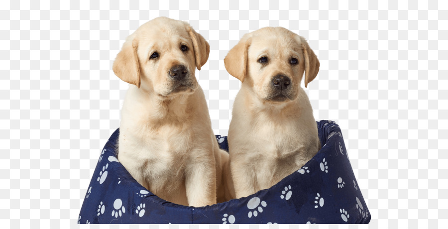 Cachorros，Perros PNG