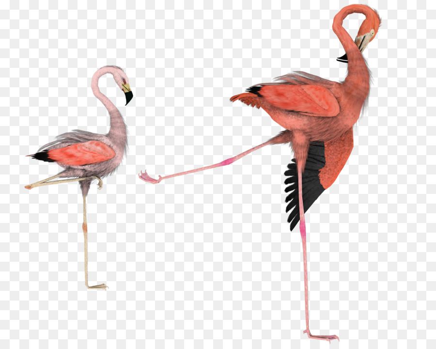 Pájaro，Flamingo PNG