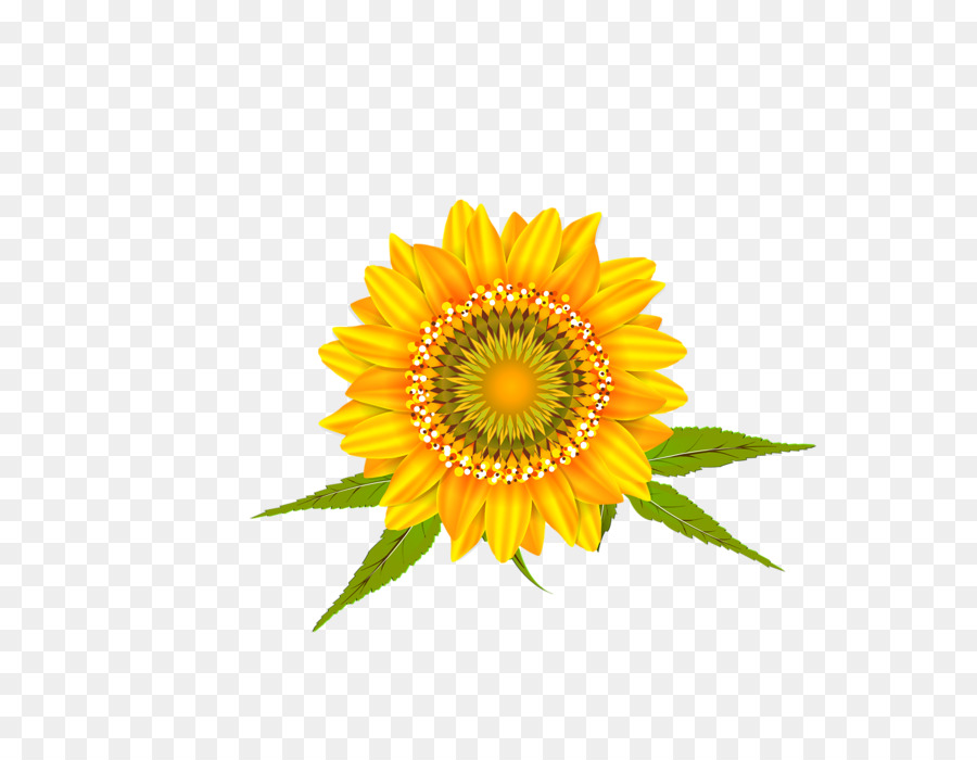 Girasoles，Flores PNG