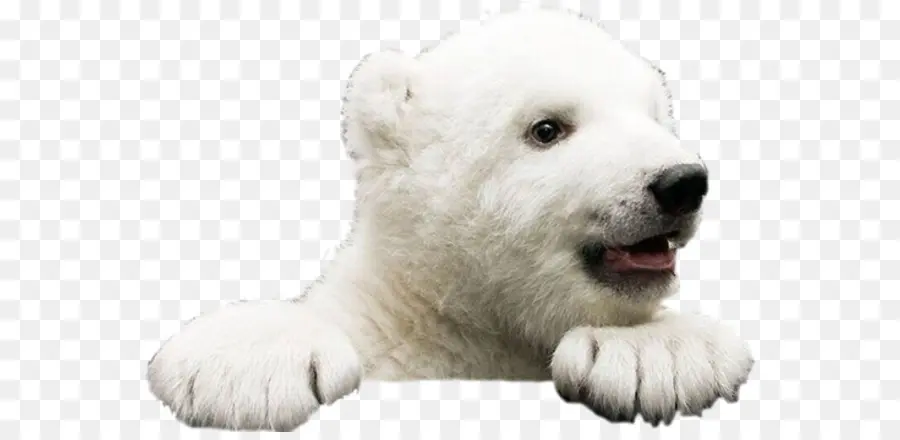 Oso Polar，Oso Pardo PNG