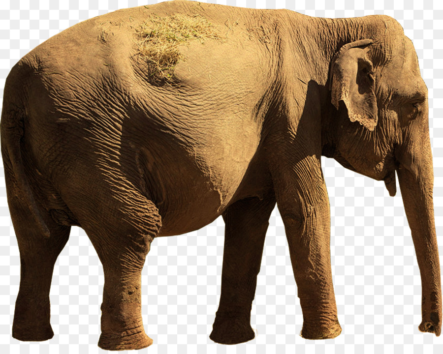 Elefante Indio，El Elefante Africano PNG