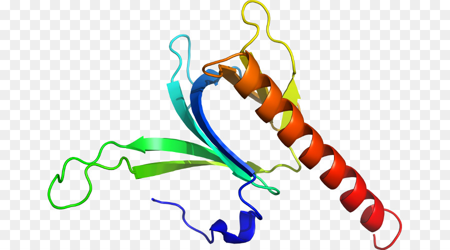 Proteína，Molécula PNG