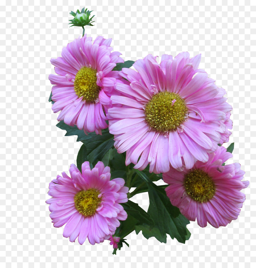 Común Daisy，Fondo De Escritorio PNG