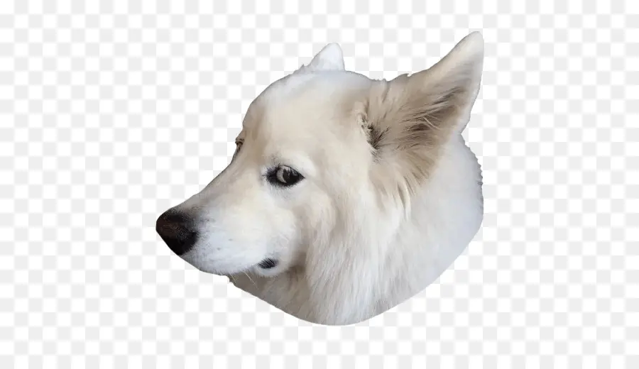 Perro Samoyedo，Raza De Perro PNG