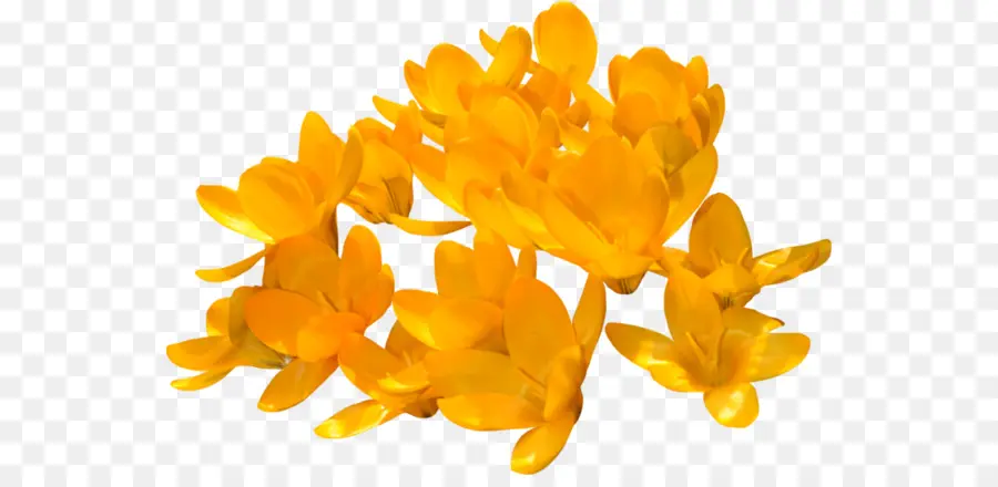 Amarillo，Crocus PNG