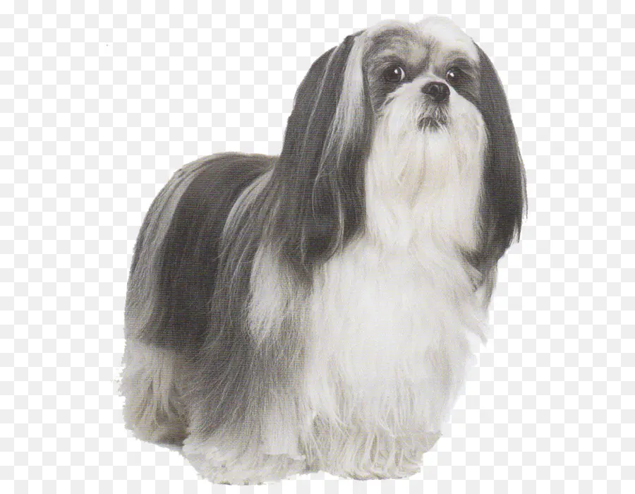 Lhasa，El Lhasa Apso PNG