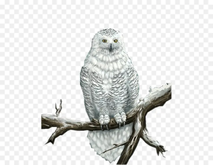 Búho，Gran Búho Gris PNG