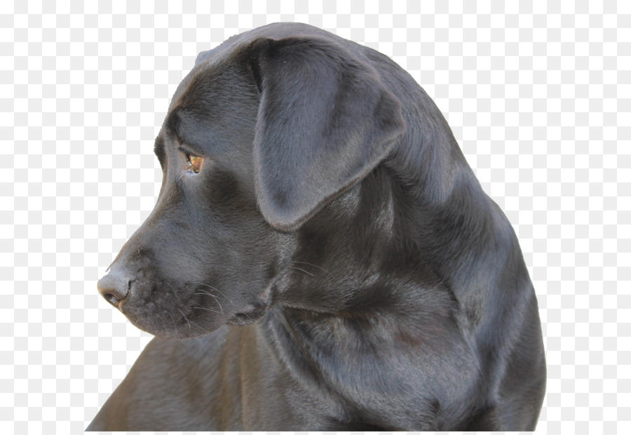 Labrador Retriever，Cachorro PNG