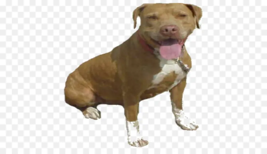 Raza De Perro，Pit Bull PNG