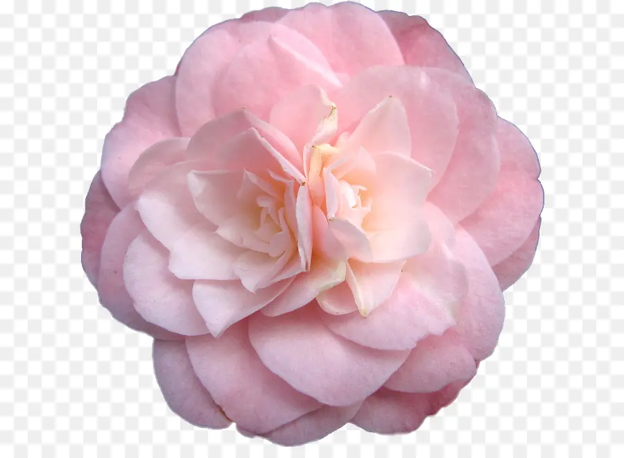 Japonés De La Camelia，Flores De Color Rosa PNG