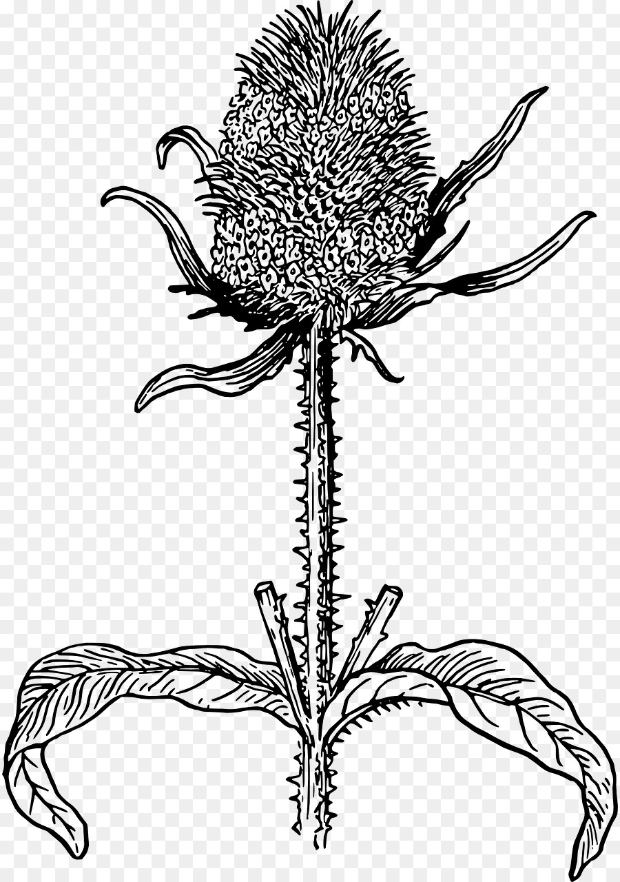 Salvaje Dipsacus，Cardo PNG