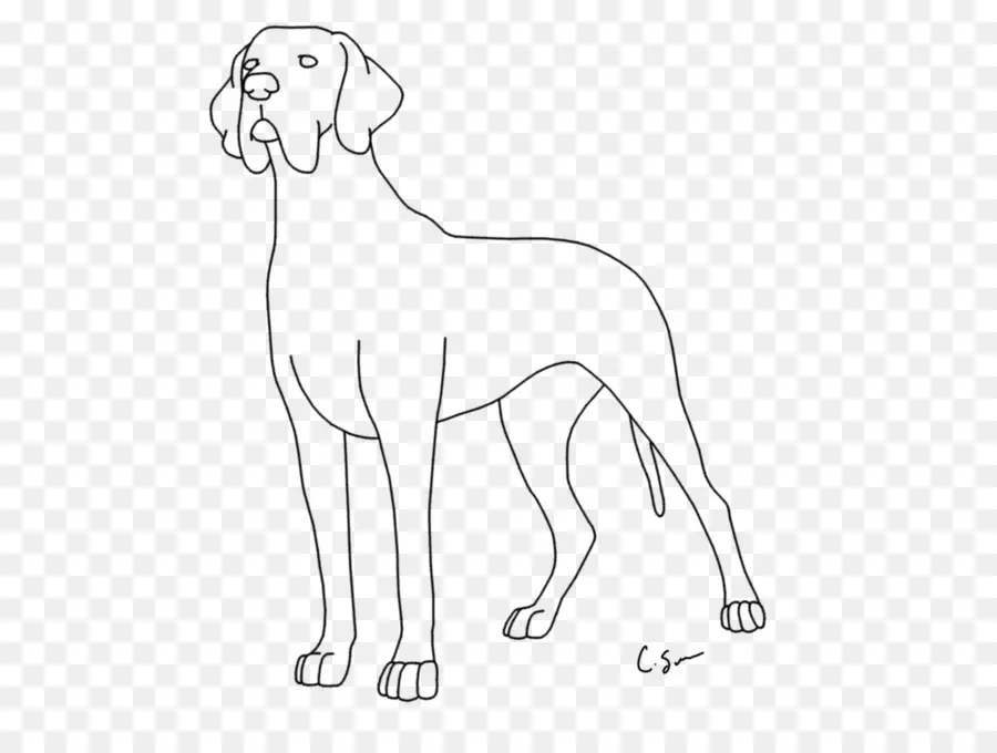 Raza De Perro，Cachorro PNG