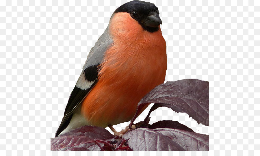 Pájaro，Camachuelo PNG