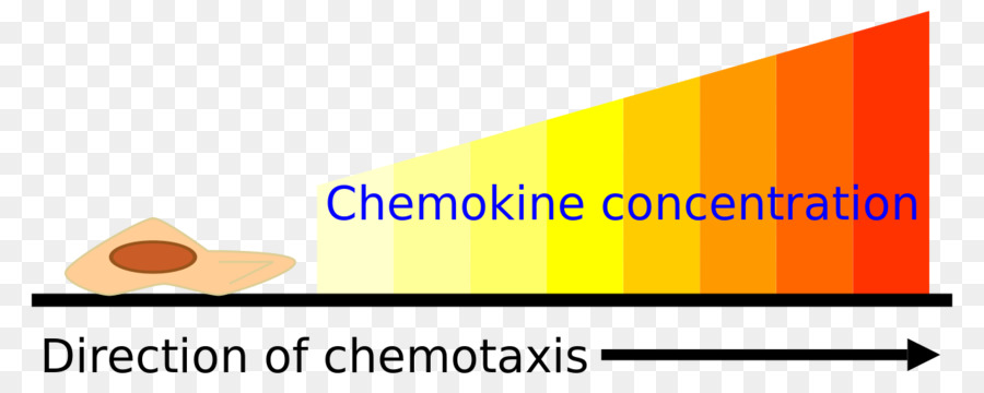 La Quimiotaxis，Quimioquinas PNG