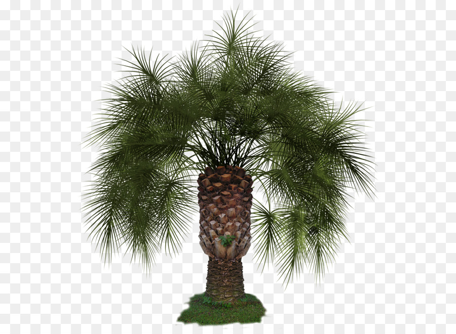 Pino，Arecaceae PNG