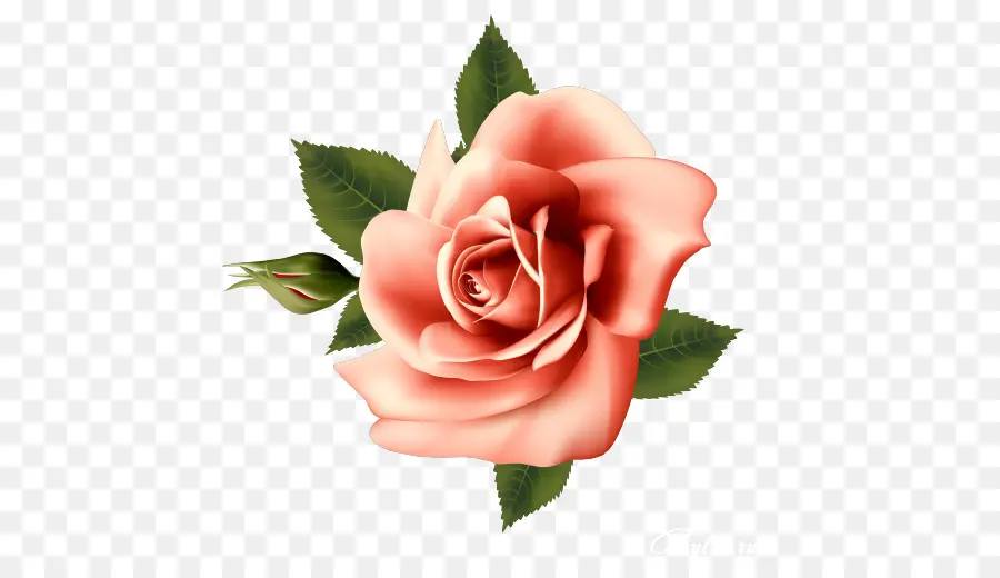 Rosa Rosa，Floración PNG