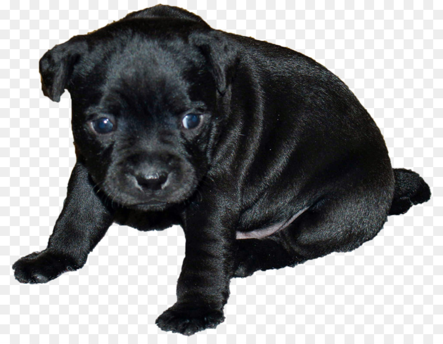 Raza De Perro，Patterdale Terrier PNG