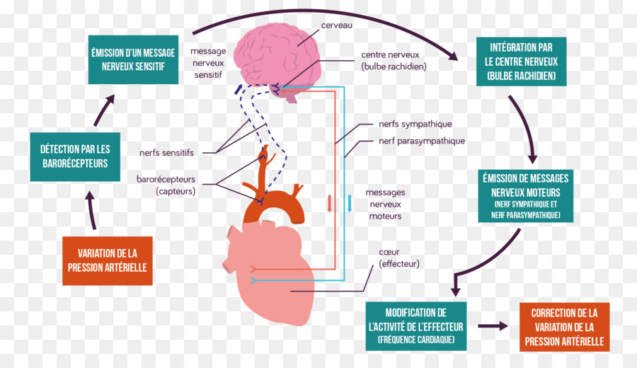 Presio Arterial，Elección De Los Lazos De Control PNG