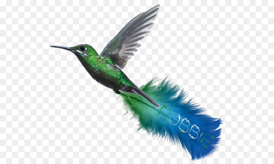 Colibrí，Turquesa PNG