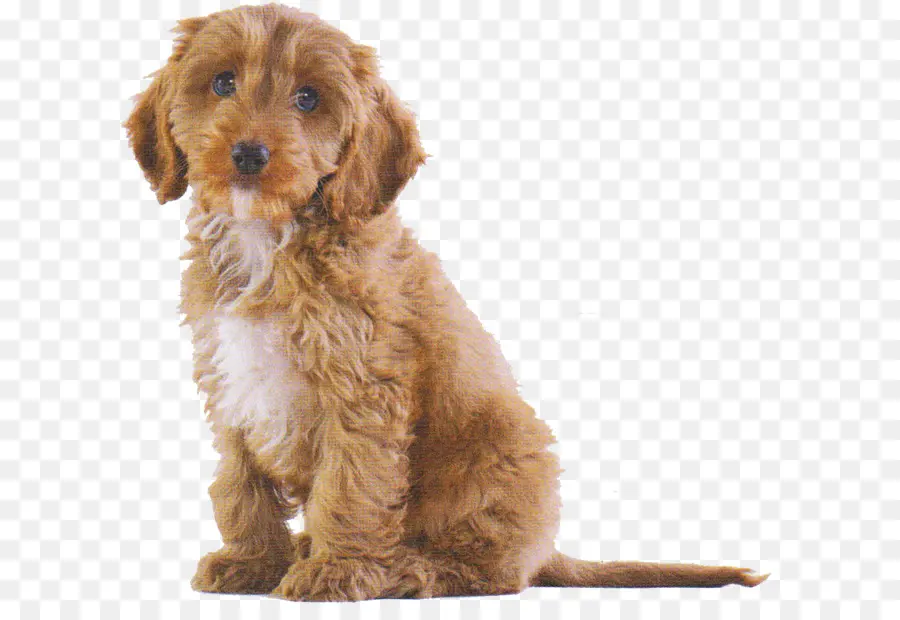 Cachorro Marrón，Perro PNG