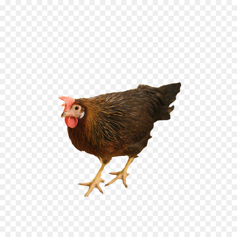 Gallo，Pollo Leghorn PNG