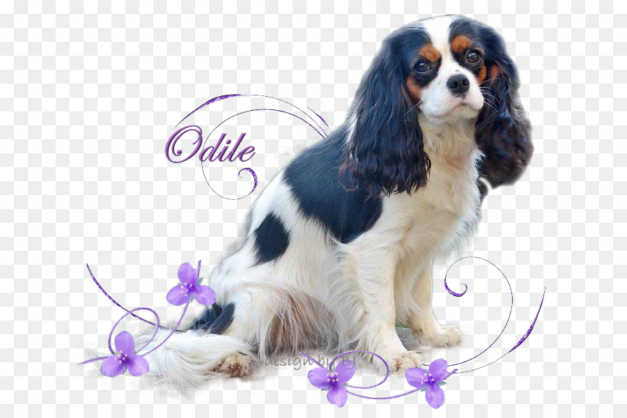 Rey Charles Spaniel，Rey Cavalier Charles Spaniel PNG