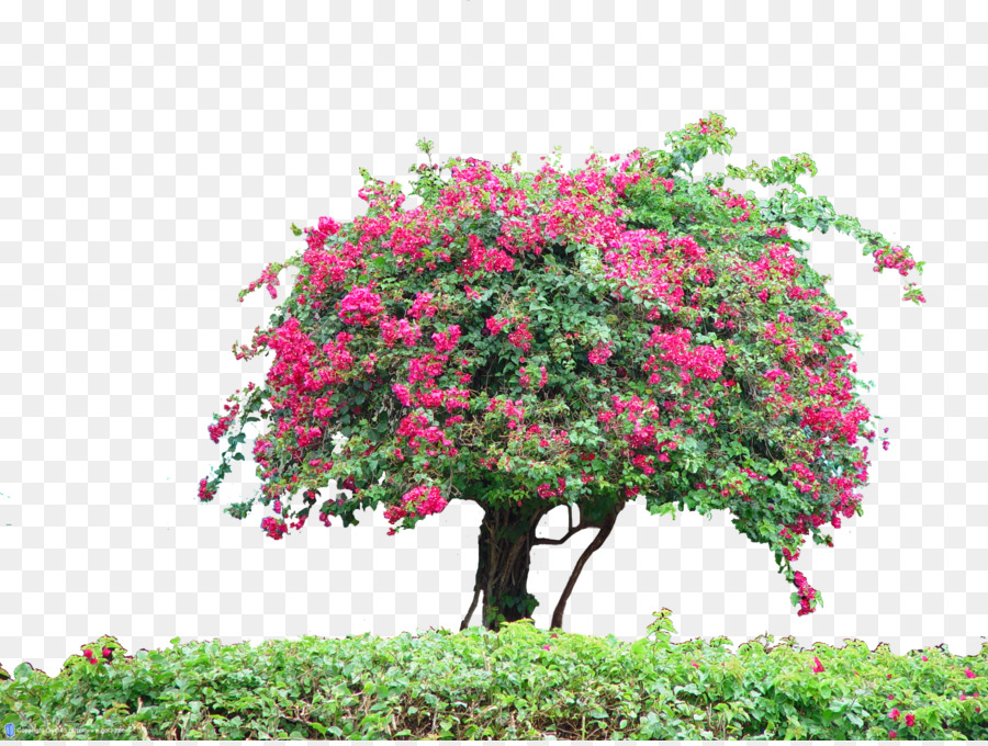 Arbusto，árbol PNG