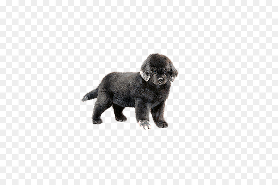 Cachorro，Perro PNG