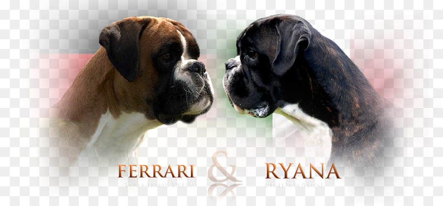 Dog Breed，Boxer PNG
