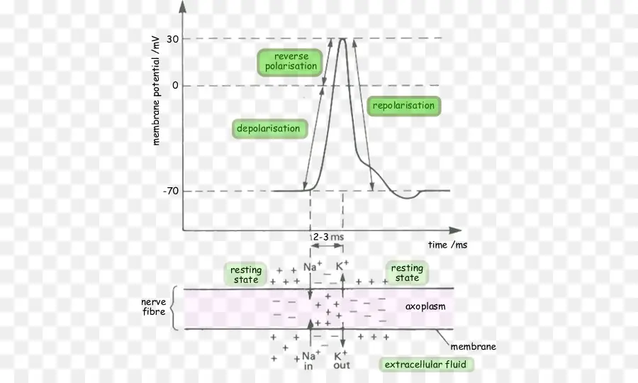 La Despolarización，Membrana De La Célula PNG