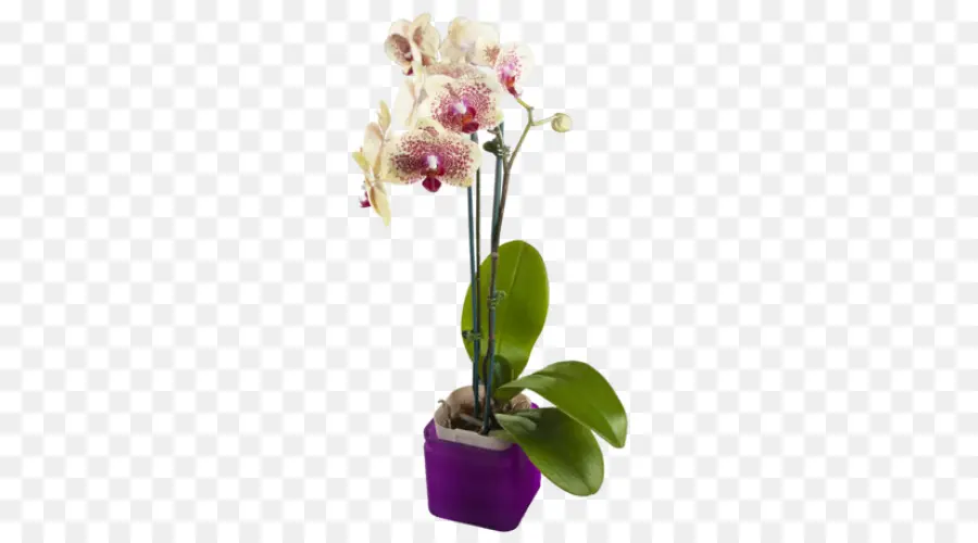 La Polilla De Las Orquídeas，Amarillo PNG