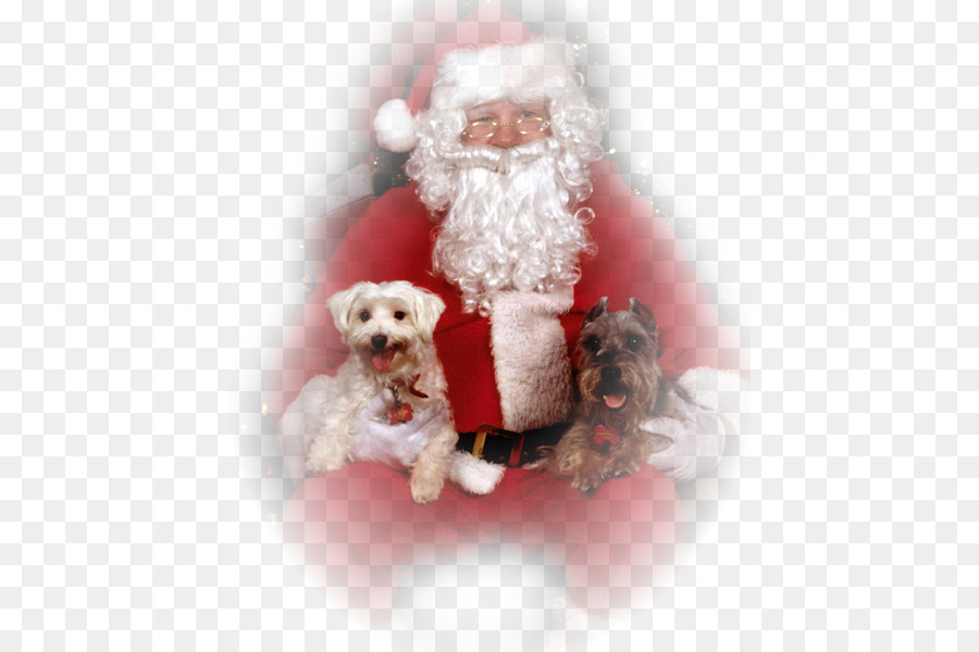 Santa Claus，Schnoodle PNG