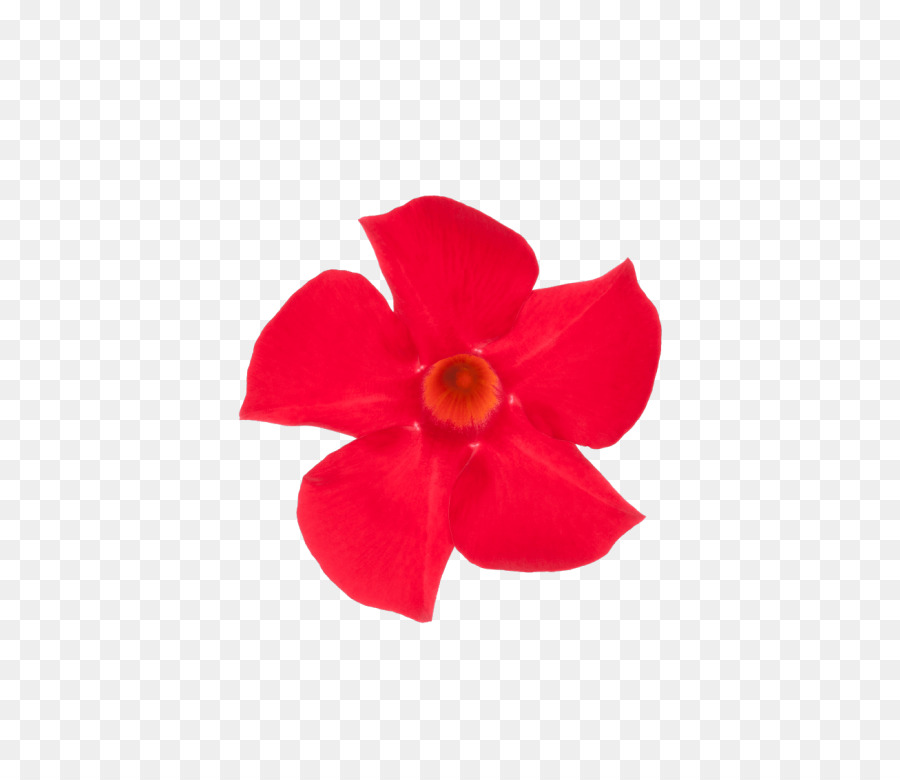 Rocktrumpet，Planta PNG