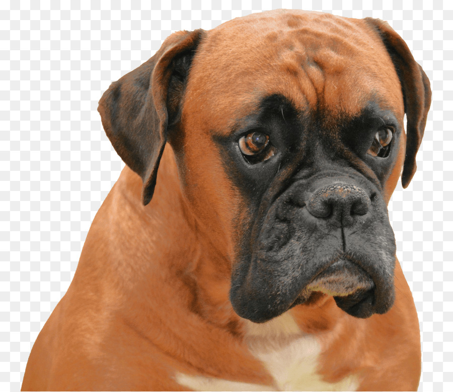 Boxer，Bulldog PNG