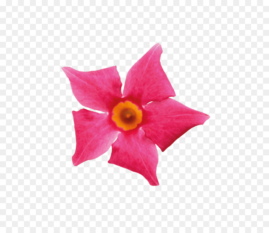 Pétalo，Las Flores Cortadas PNG