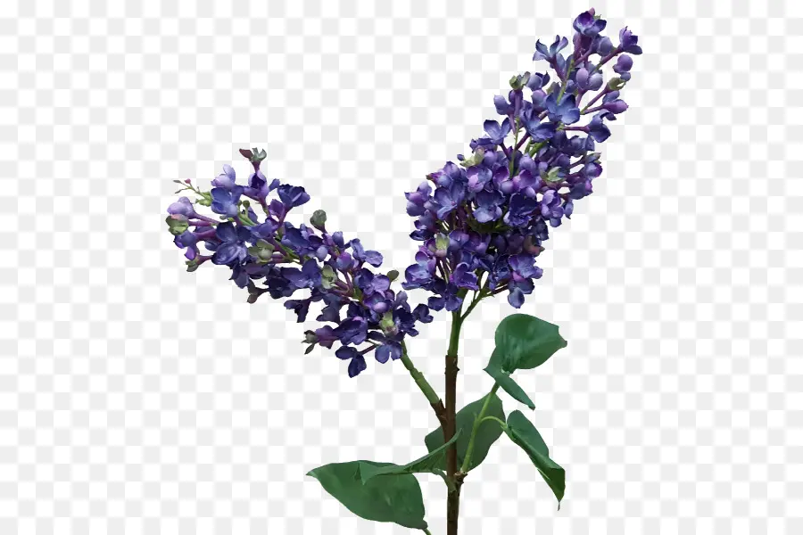 Inglés Lavanda，Lila PNG