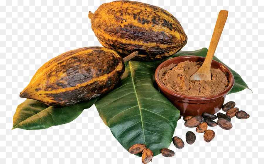 Grano De Cacao，árbol Del Cacao PNG