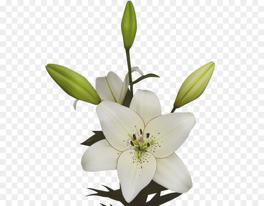 Lilium，Delineador De Ojos PNG