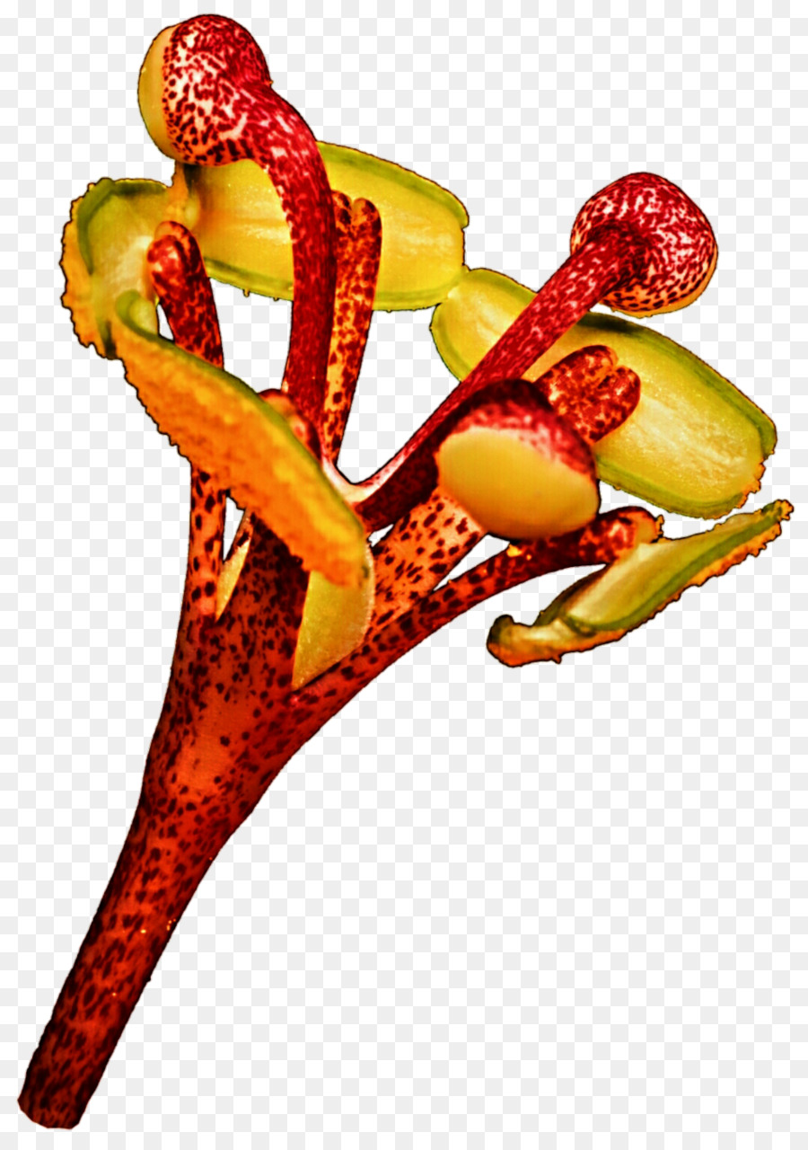 La Fruta， PNG