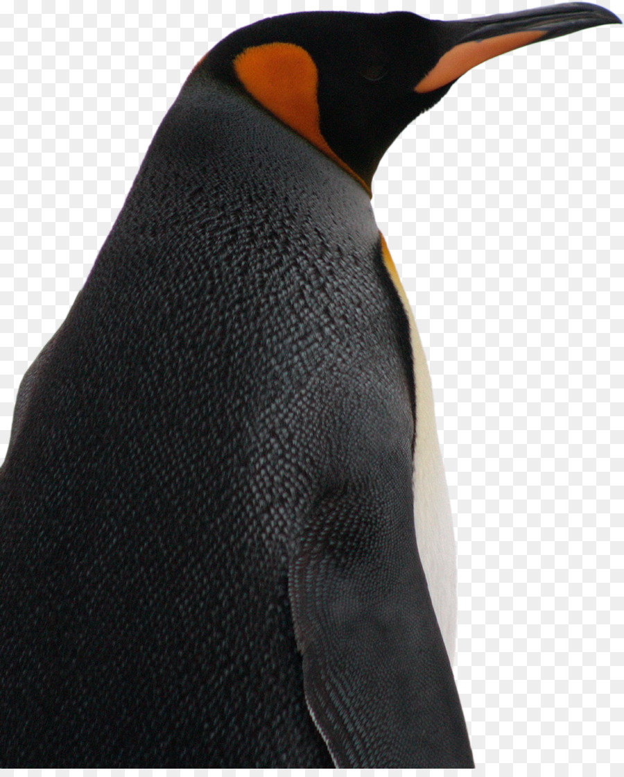 Pingüino Rey，Penguin PNG