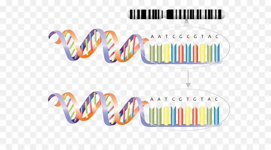 Secuencia De Adn，Genética PNG