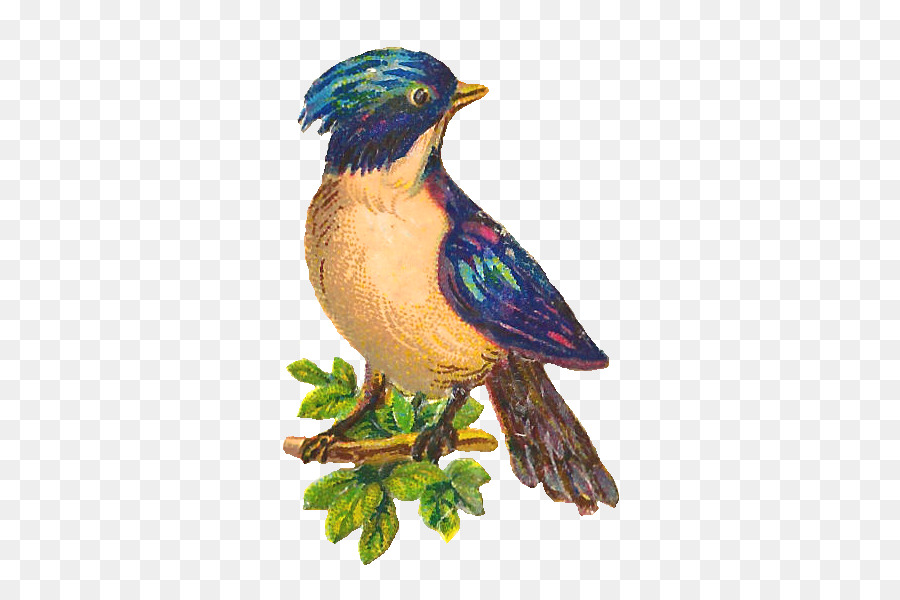 Pájaro，Pico PNG