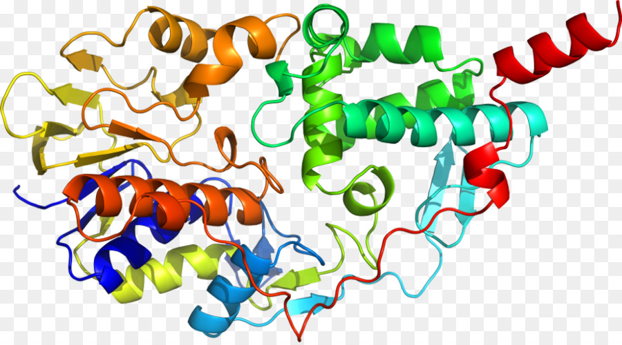 Estructura De La Proteína，Molécula PNG