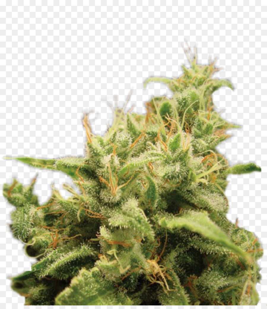 Planta De Cannabis，Marijuana PNG